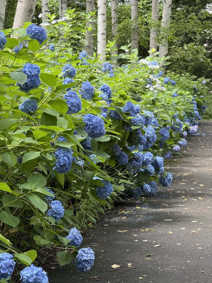 yutavd1's tweet photo. 今日の投稿は、『豊平公園』で咲いていた『紫陽花』の写真になります。
⁡
『豊平公園』の紫陽花も全体的に見頃を迎えてましたね(^_^)
⁡
市内だと白樺との組み合わせはやや珍しかったりしますよね(^_^)
⁡
■7月16日撮影
#キリトリセカイ
#札幌
#北海道 https://t.co/2pwTnG3PfU