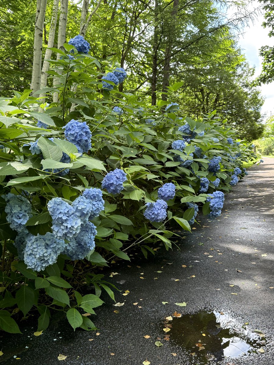 yutavd1's tweet photo. 今日の投稿は、『豊平公園』で咲いていた『紫陽花』の写真になります。
⁡
『豊平公園』の紫陽花も全体的に見頃を迎えてましたね(^_^)
⁡
市内だと白樺との組み合わせはやや珍しかったりしますよね(^_^)
⁡
■7月16日撮影
#キリトリセカイ
#札幌
#北海道 https://t.co/2pwTnG3PfU