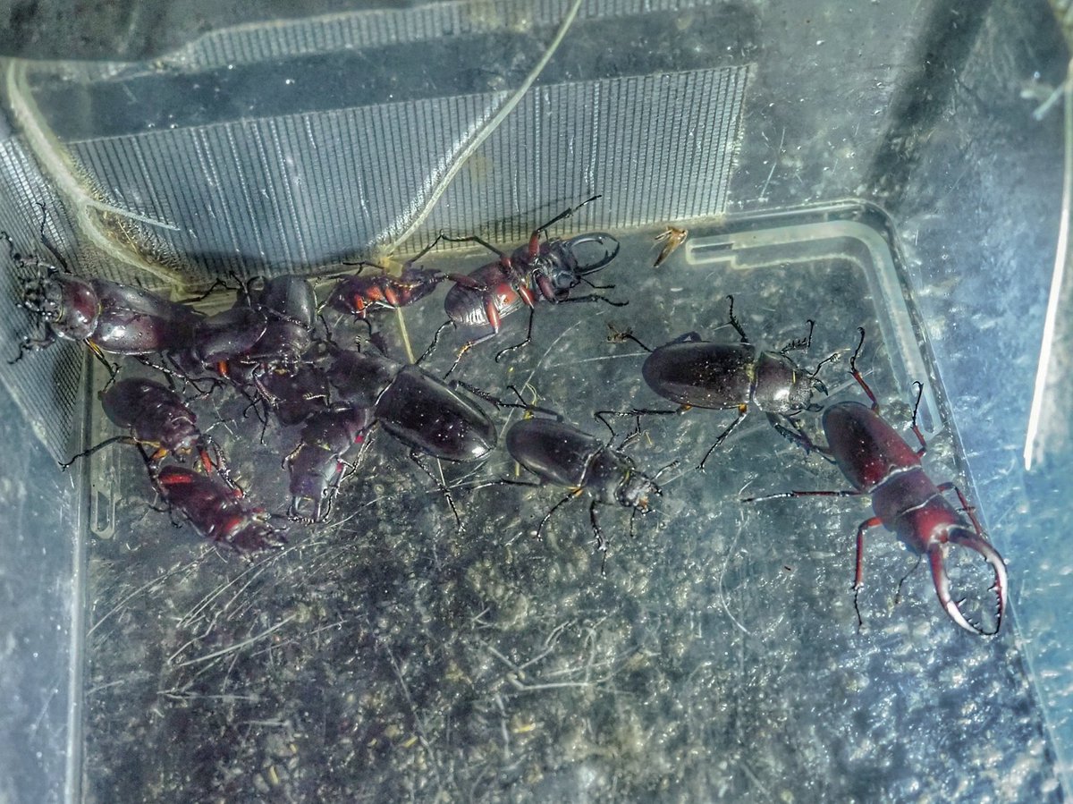 PJM2889's tweet photo. 一昨日の夜は第6戦♪
まぁまぁ暖かく湿気のある夜でした

ポツポツ捕れていたけど途中で着地用HIDが壊れてしまい、実験していたUVライト＋幕を設置し直して代用する事になる展開。。。

想定外の本格運用で有効性の疑問に決着！
捕れてはいたけど上空を飛ぶ虫を着地させるには力不足と考え不採用に！ https://t.co/RpS1C0kguP