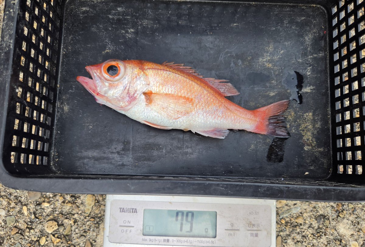 kenchang_h's tweet photo. 先日の酒田オールウェイズ
アカムツジギングでの釣果
過去最少レコードです笑
#オールウェイズ　#酒田　＃アツムツジギング　#seafloorcontrol #arc https://t.co/u8UenTn5AS