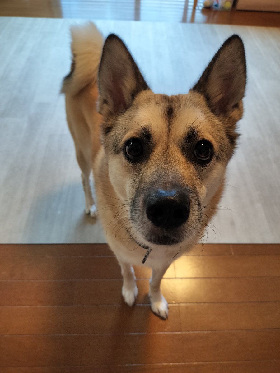tarechan88's tweet photo. 今日ジジババたち来るよって話してるとき！ソワソワしてる https://t.co/FUBEhxsnbf