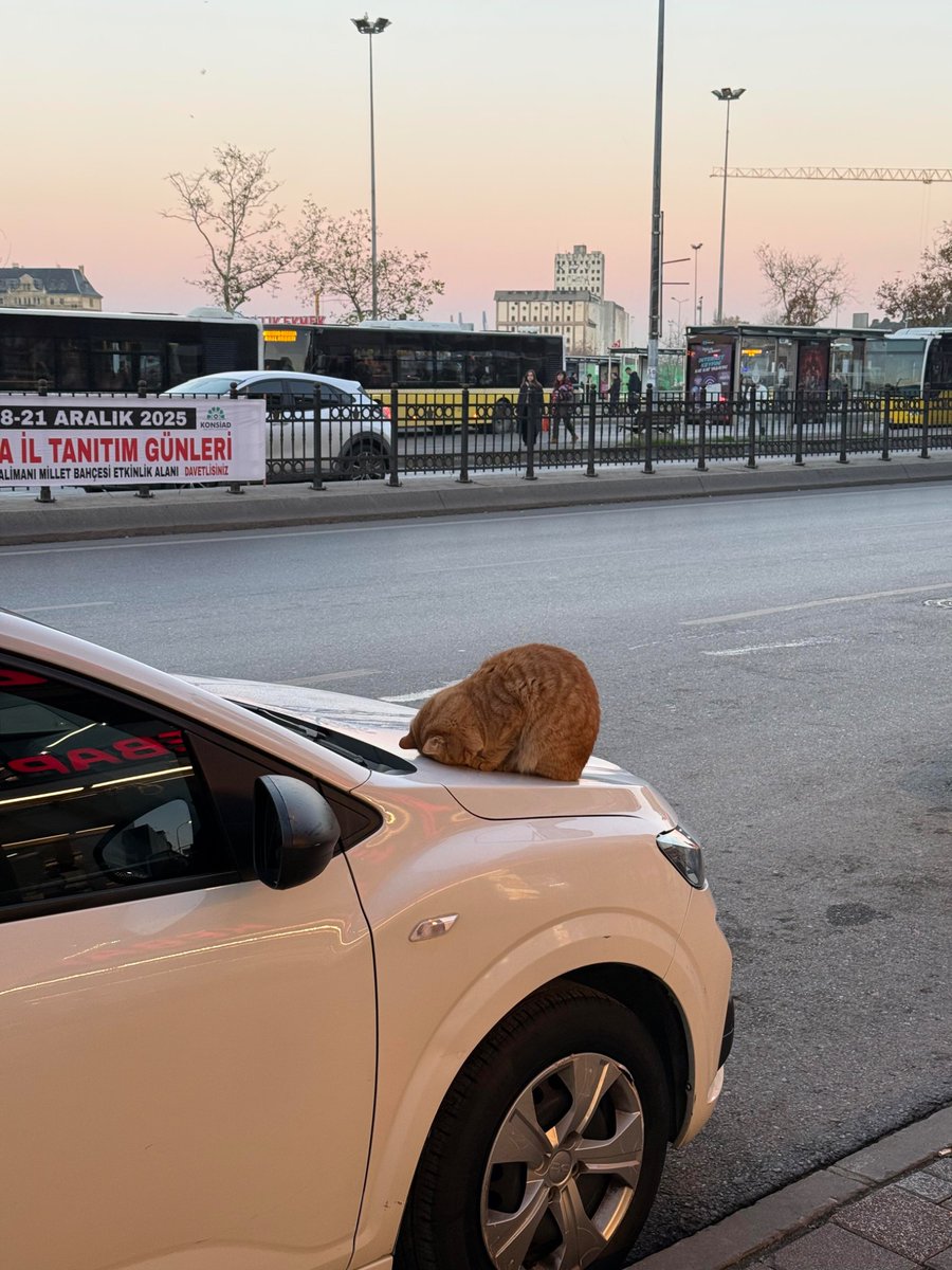 nocontextscats's tweet photo. What is he doing? https://t.co/BFGEbE6Pce