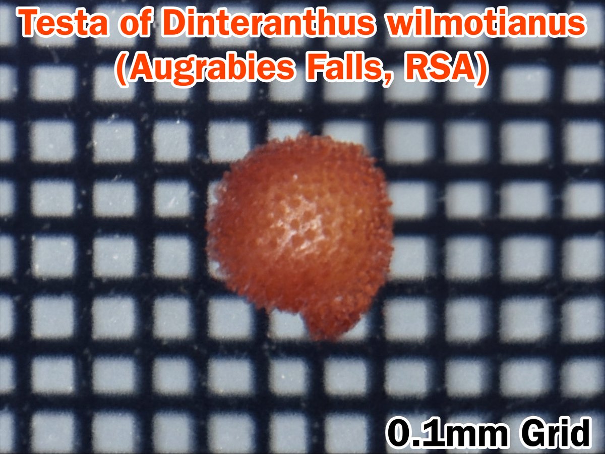 mishohnohito's tweet photo. Dinteranthus wilmotianusの種子を新たに手に入れたデジタル顕微鏡で撮影したもの。グリッドは0.1mmで、1つの種子のサイズは0.35mmくらいしかありません。ディンテランサス属はメセン類の中でもトップクラスに小さい種子をもちます。
なお肉眼では全く見えませんが種皮にはイボがあります。
#多肉植物 https://t.co/qlQ4vhEpJe