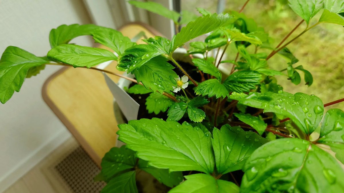 misoyu1's tweet photo. 約10ヶ月にわたる、こらるどベリー生育ダイジェスト🍓
冬場は日中の室温一桁もザラだった中で、よくここまで育ってくれました😭😭😭

#こらりうむ
#推し農園 https://t.co/fok9fJYbKq