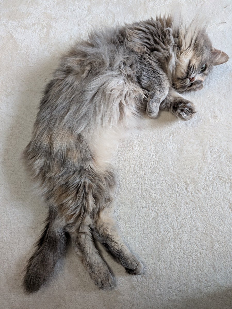 gumitoro's tweet photo. 床転がり猫かわいい。
外が暑すぎるね〜しばらく外に出るのが億劫な日々ですね。
せっかくしっかりお休みな日だけどやりたいと思ったこと半分もやる気でない。 https://t.co/ZmpYhkMvBA