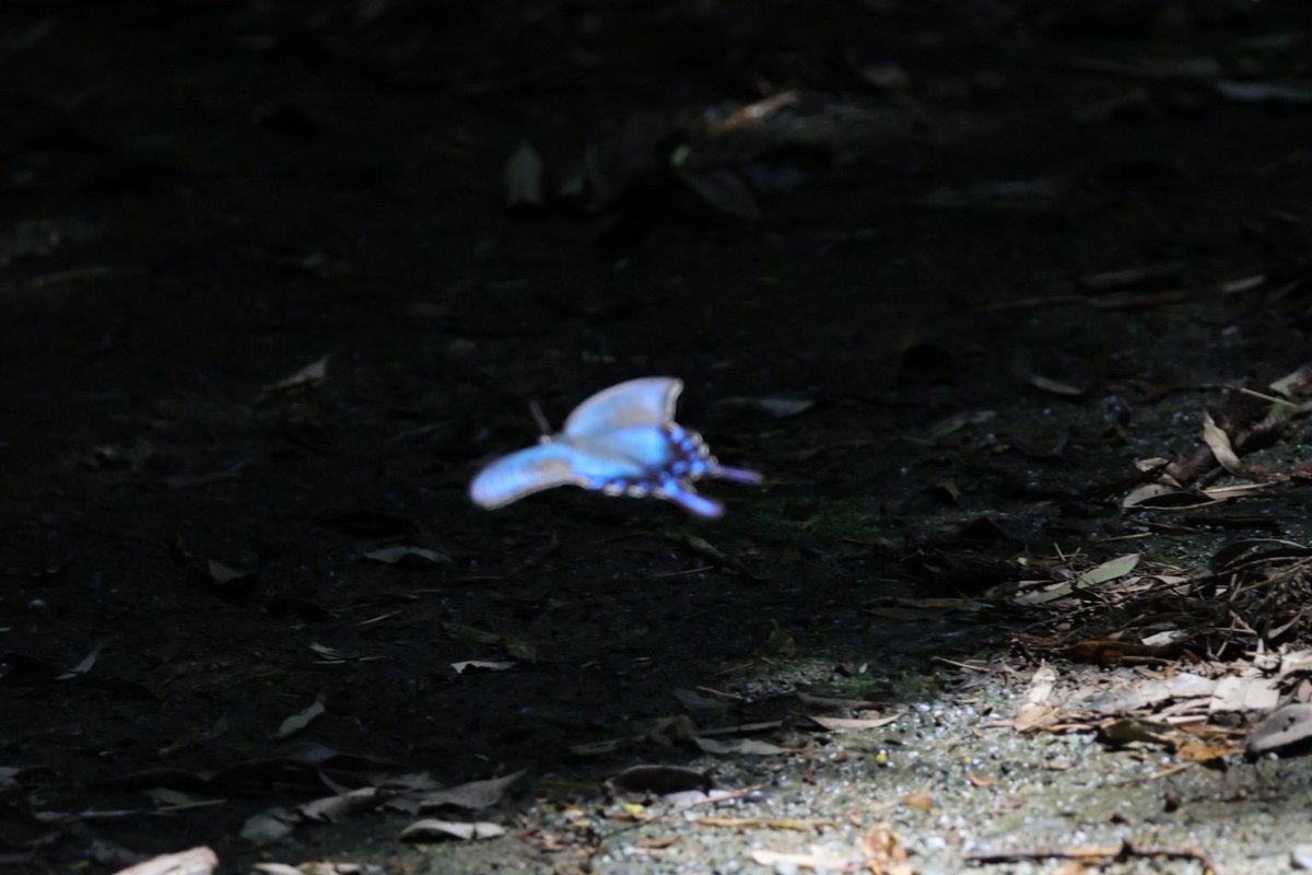 RSK11AK's tweet photo. 2026/07/20
ミヤマカラスアゲハ
私のヘボ写真では伝えられないけど実物は感動するほど美しいです！ https://t.co/C16A7qHF7p