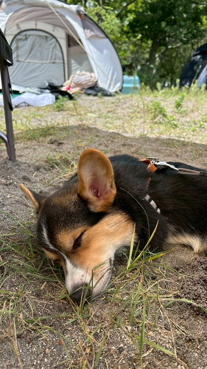 corginico's tweet photo. 走り回った後の日陰でお昼寝最高だって😴

#昼寝 #コーギーとキャンプ https://t.co/2e8ww6o4N3