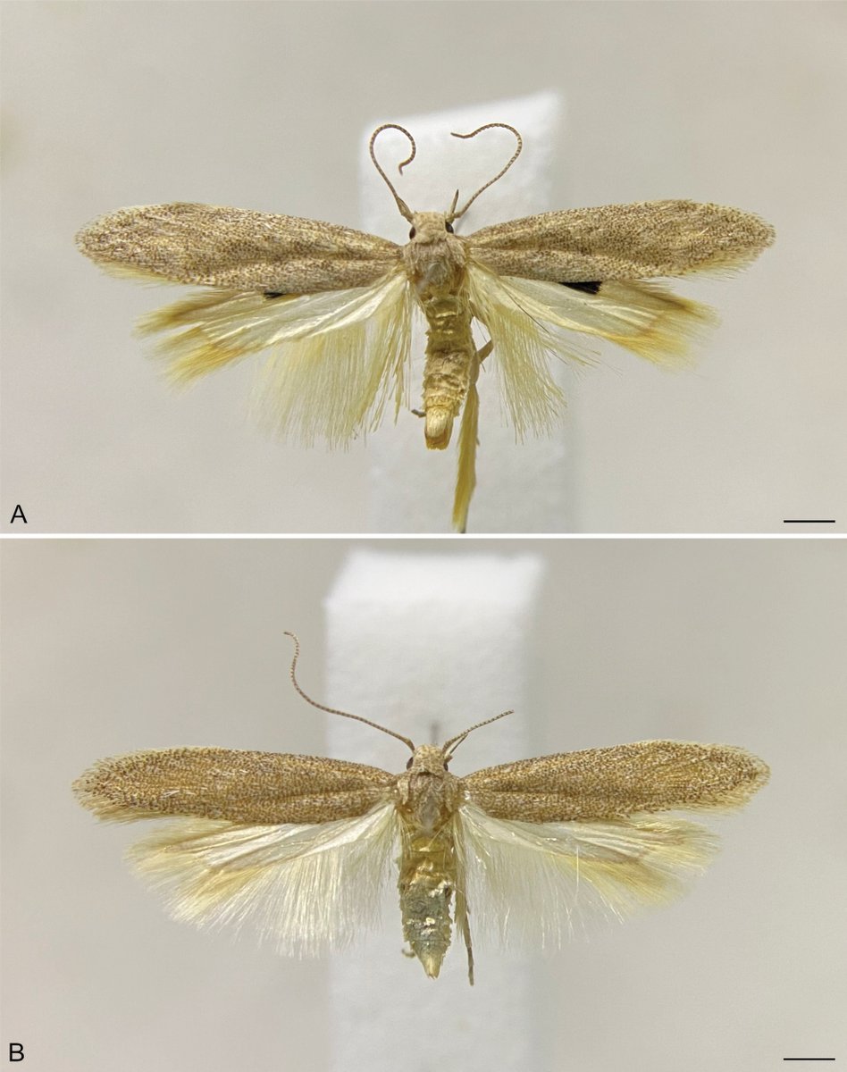 ZooKeys_Journal's tweet photo. A new #moth genus, Azaptilia gen. nov., has been described from Chile's Atacama Desert, reared from leaf mines on Tessaria absinthioides. Distinct genitalia and COI barcoding (8–12% divergence from relatives) support it as a new lineage. 

Full study: https://t.co/9FDvnwiZWF https://t.co/qWKqMtOEuX