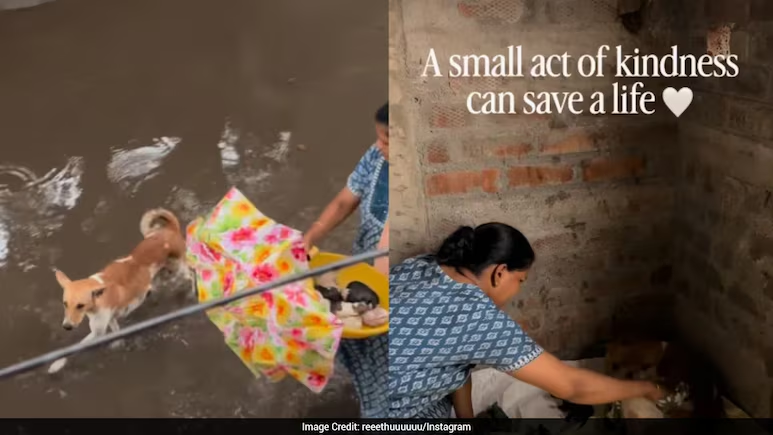 ndtv's tweet photo. Family Shelters Street Dog And Newborn Puppies From Rain, Video Melts Hearts
https://t.co/Bd7MNRMfpM https://t.co/rcDyESOKa0
