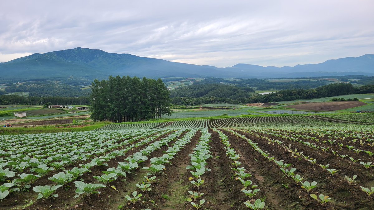 kuruwalnuts's tweet photo. ��らご覧、群馬県の嬬恋村だよ
ずっと連なるキャベツ畑だよ起伏があってとても美しいね

三枚目は浅間山で、四枚目は連れて帰ったかわいいキャベツだよヨシヨシ https://t.co/EoiSeNpO9p