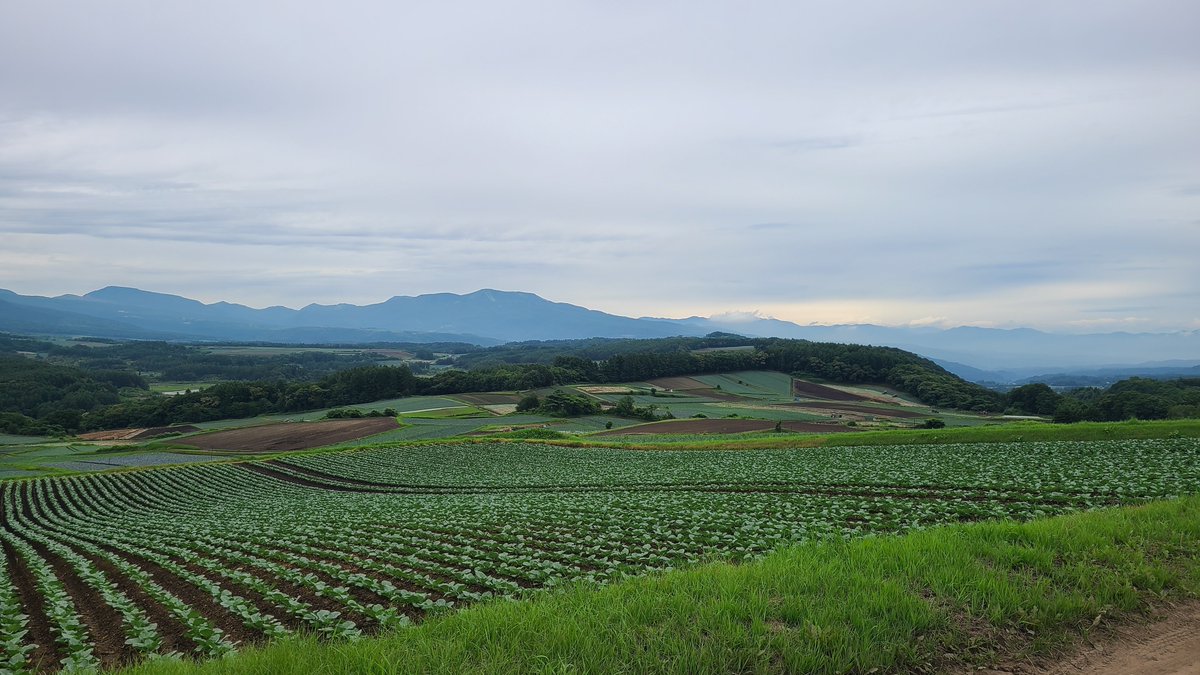 kuruwalnuts's tweet photo. ��らご覧、群馬県の嬬恋村だよ
ずっと連なるキャベツ畑だよ起伏があってとても美しいね

三枚目は浅間山で、四枚目は連れて帰ったかわいいキャベツだよヨシヨシ https://t.co/EoiSeNpO9p