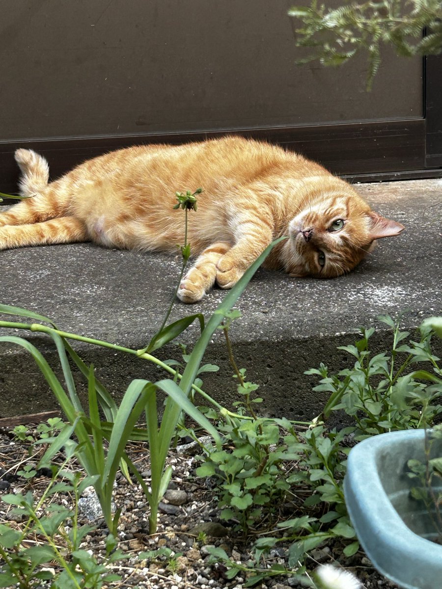 junkichi6's tweet photo. 多分茶太の子供🐈
この人懐こい感じも一緒 https://t.co/KVQsWElqsp