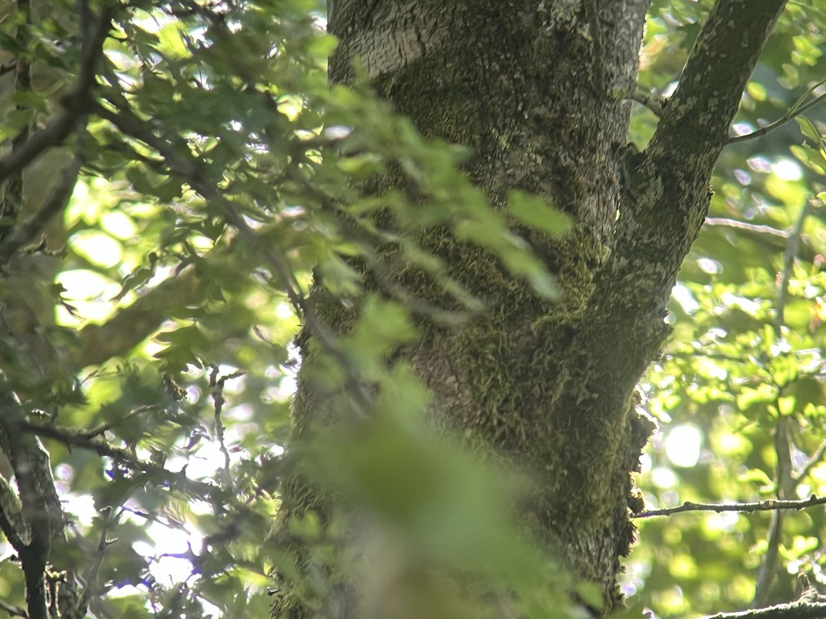 ScarecrowNeste1's tweet photo. 2 &amp; a half hours over 2 visits 🤯 
No escaping the watchful 👁️ of @Woolie_woo 

Convinced they were in the wonderful mature multi-stemmed Wych Elm but

Hidden in plain sight in adjacent Sycamore fork just looks like any another of the millions of bits of moss 

@spotyflycatcher https://t.co/Fag0Yy92dX