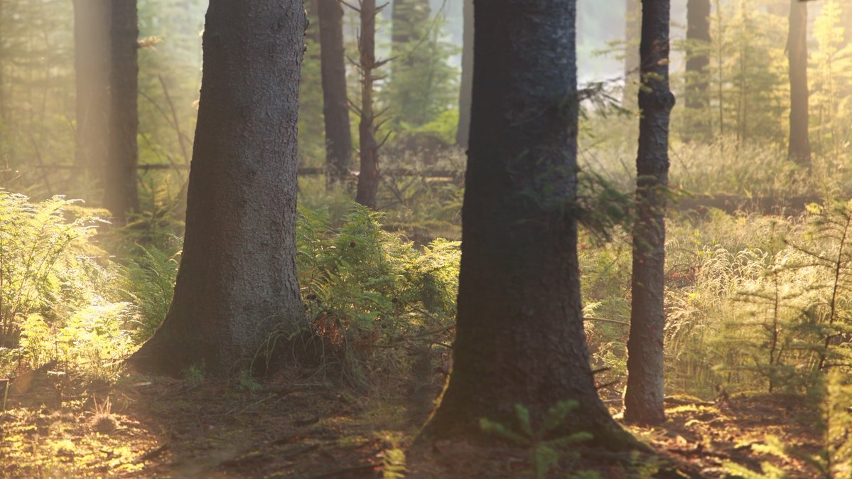 FBiodiversidad's tweet photo. 🌿 ‘CLYRA’ de la Asociación Impulsa y Crece creará una plataforma para servicios ecosistémicos y su contribución frente a la despoblación y el cambio climático.

Digitalizará datos agroforestales, creará indicadores y garantizará el acceso abierto 💻

#ProyectosFB