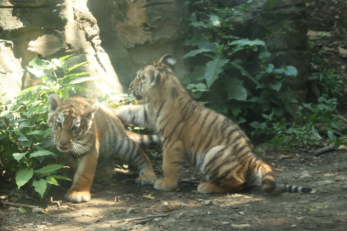 MfNsTqCnIk2427's tweet photo. 兄妹だと楽しいね🐅🐅
イチも子育てが楽でしょうか。

#ツボミ　#ヒバナ
#多摩動物公園 https://t.co/eFP16NTz4Z
