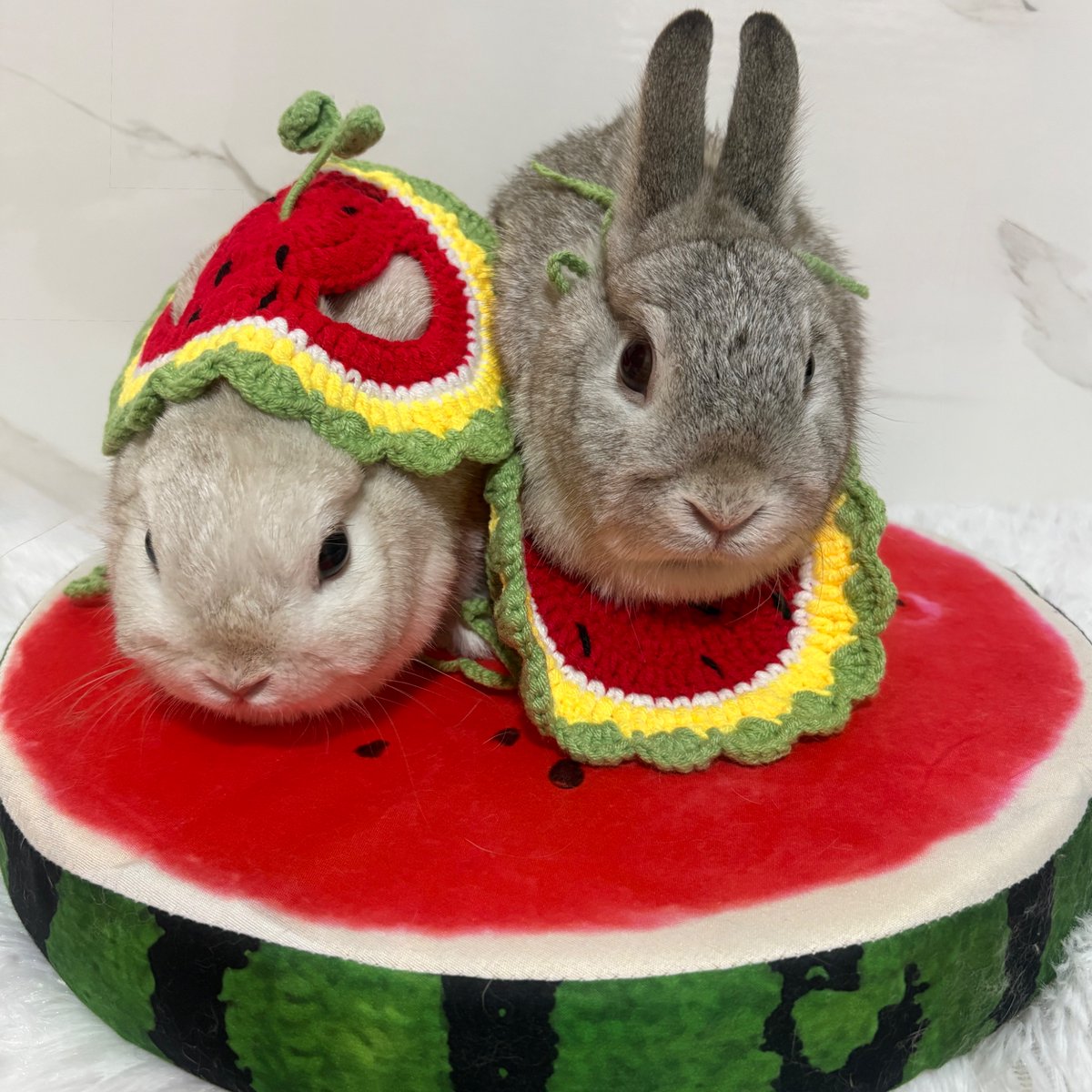 心と華、2歳4ヶ月になりました🐰