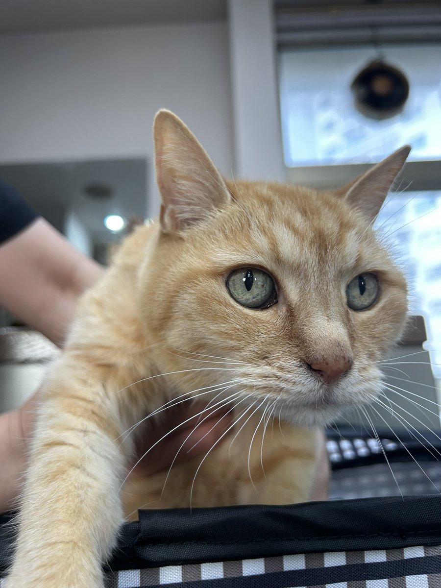 Cutstudioif's tweet photo. 久しぶりのチーちゃん😽ご来店😊
元気そうで安心✨✨ https://t.co/nmCBQi5STy