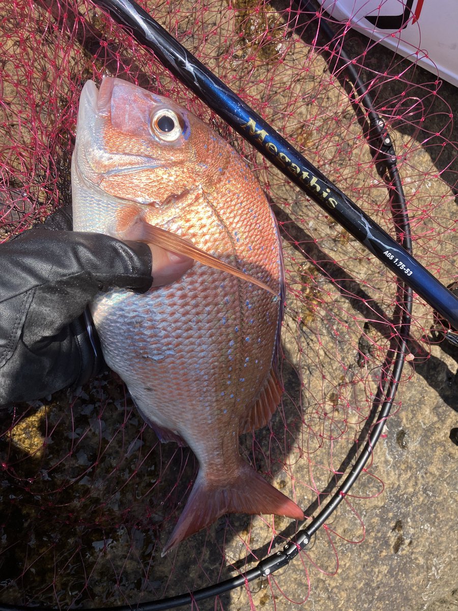 Radishsan's tweet photo. 今年初の磯で4回目？くらいの上物〜
マコさん先生のおかげでなんとなく仕掛けの流し方が分かってきたような分かってないようなで木っ端尾長に弄ばれてきました

最後に食べ頃サイズのマダイ釣れたから満足 https://t.co/4ybsMiU8oX