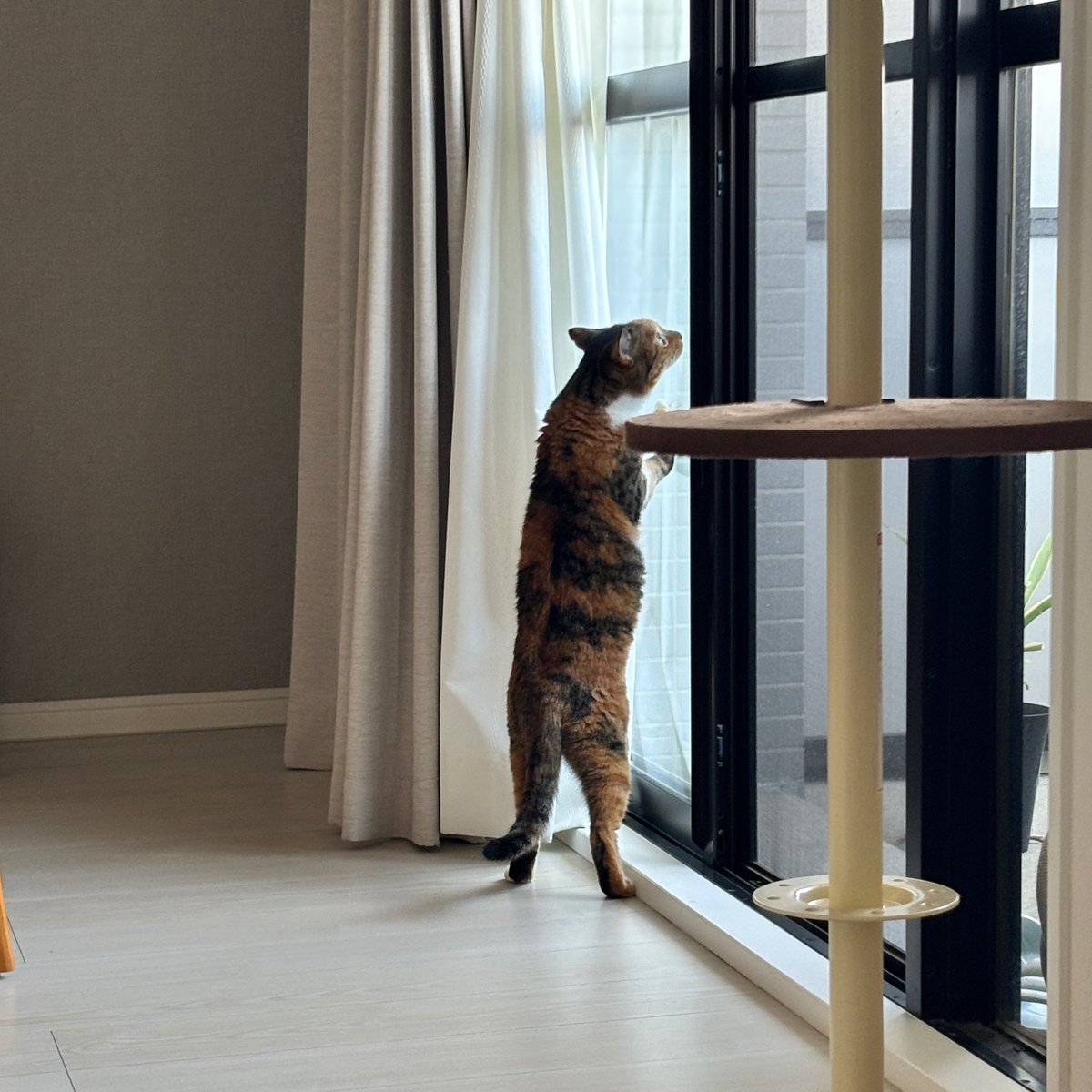 ukixx's tweet photo. 何かを熱心に見てる三毛ちゃん https://t.co/BPlVI6vtex