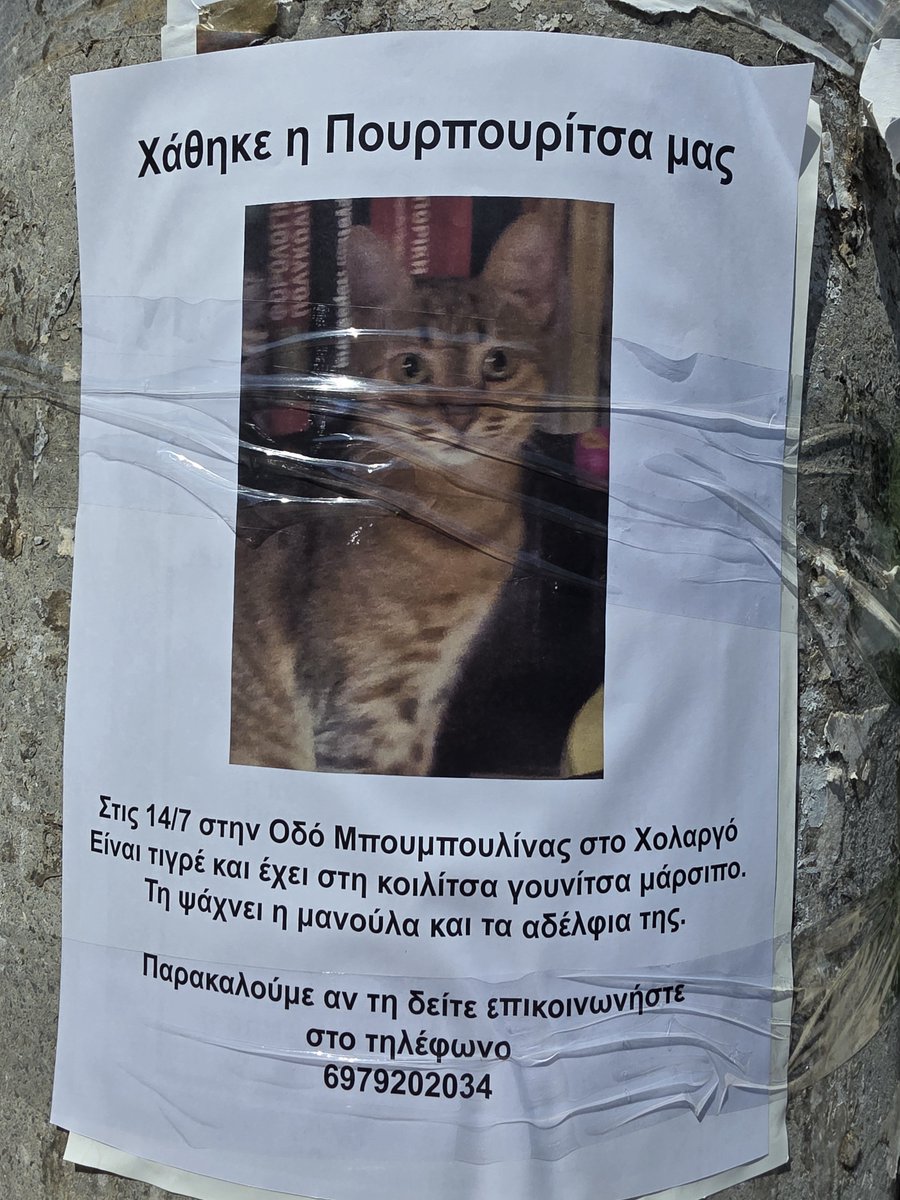 arisbilly2's tweet photo. rt παρακαλώ για τη γατούλα 🙏😻 https://t.co/qlnz4cfBHU