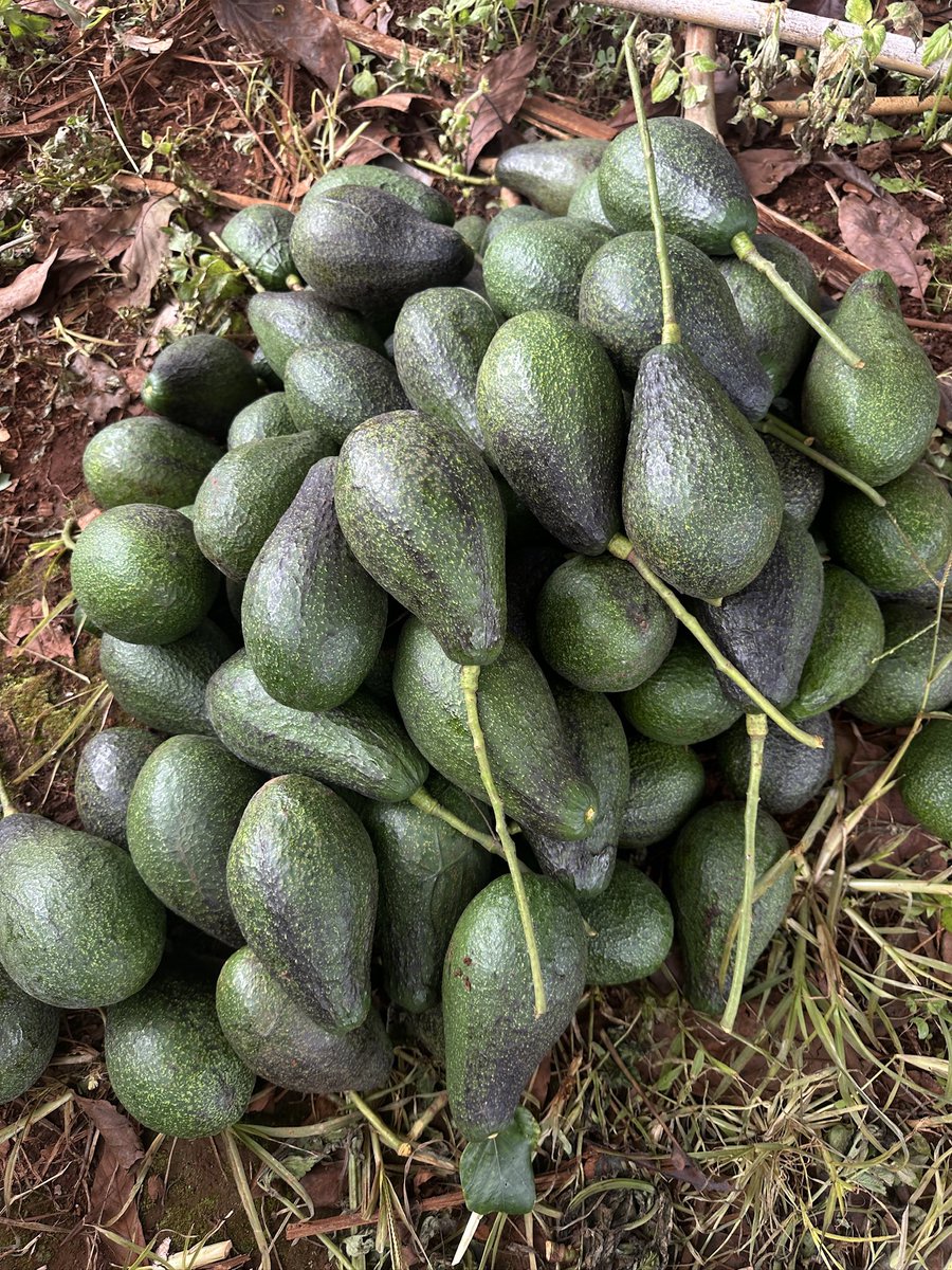 Busaba_01's tweet photo. 🥑เปิดฤดูกาล อะโวคาโด #พบพระ08

👉🏻 โปรตอนนี้ 2 กิโล ขึ้นไปจัดส่งฟรี
- เนื้อเหลืองสวย 
-เนื้อเนียน ไม่ขม ไม่เป็นเส้น
-เหนียวมัน เหนียวหนึบ

ใครทานก็ติดใจ ซื้อฝากใครก็ไม่ผิดหวัง💕

ช่องทางการสั่งซื้อ
https://t.co/e4j9Eeofs5 https://t.co/hjMBvIqUyZ