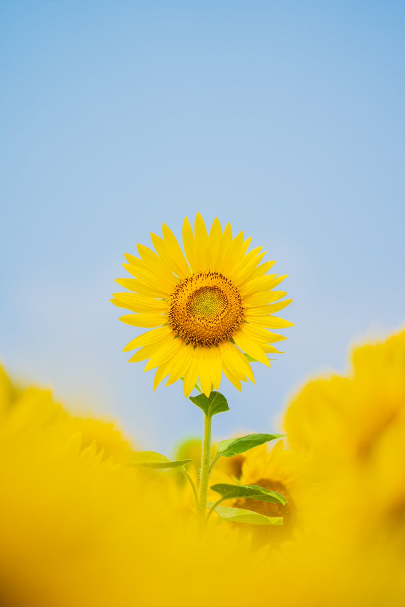 Fu_photograph's tweet photo. Sunflower https://t.co/WR4Kbyf1tB