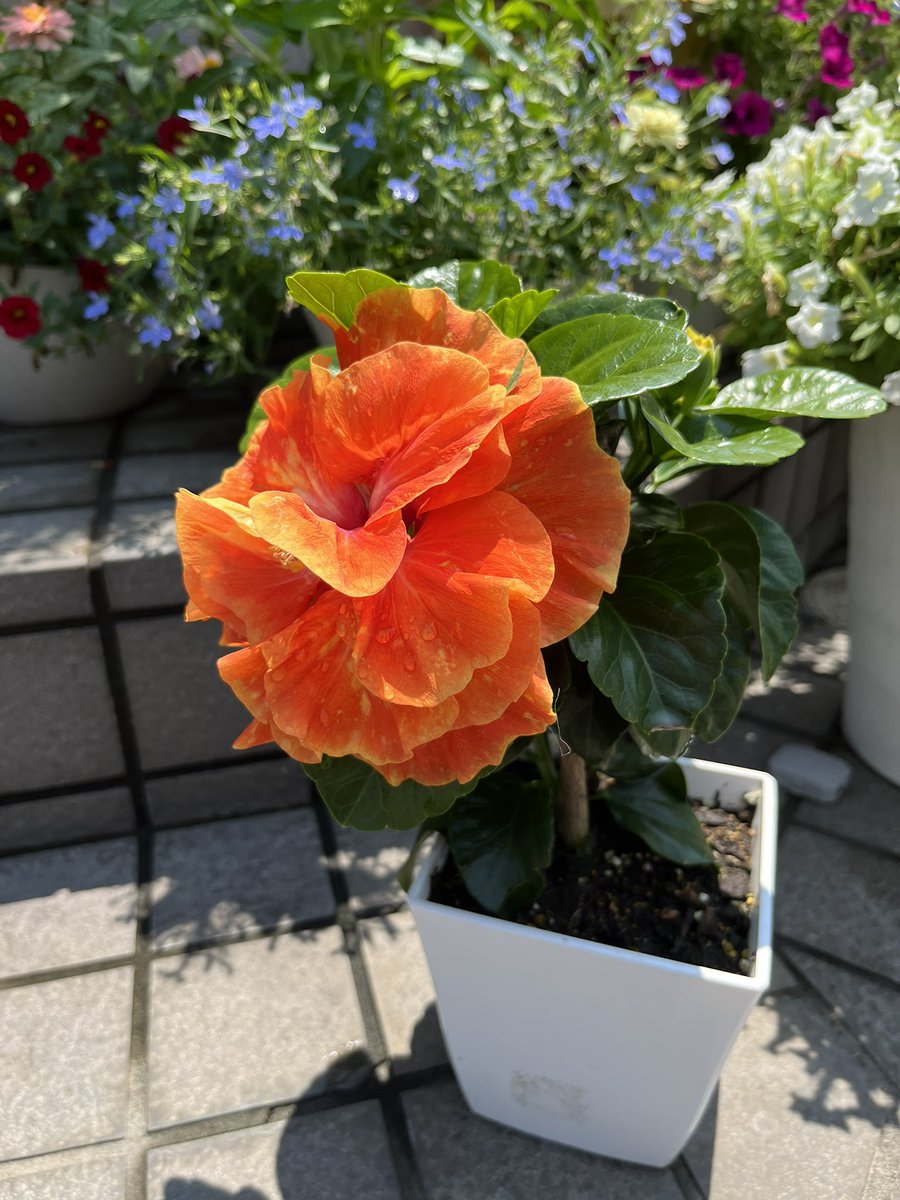 zero_resan's tweet photo. 愛情込めてお世話していたハイビスカス🌺が今日咲きました！
わーいわーい八重の花びらがフリルみたいで大変可愛らしいデス🥰ビタミンカラーも元気出るなー https://t.co/4gtNZrE36z