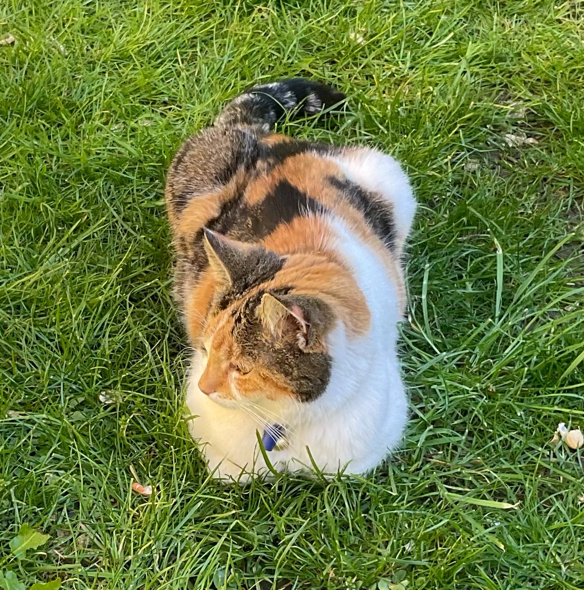 LittleTess3's tweet photo. Happy #kittyloafmonday pals! Enjoy your day!โฅ๏ธ๐ธ
Hugs for ๐ Olly & Al @AlanSla90124663 & my fureffer โฅ๏ธ for my Tigger๐ @Charcoalgm13924
#CatsOfTwitter #CatsOfX #CalicoCrew https://t.co/P2Ouc8S9O5