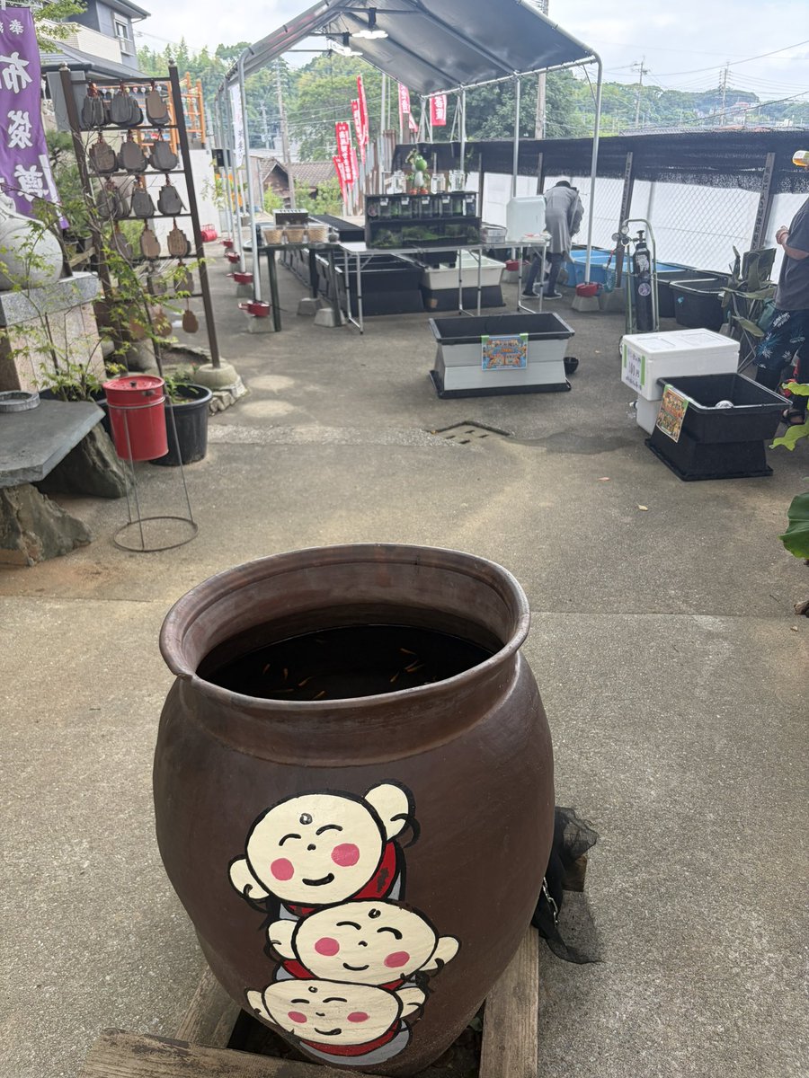 seicyama's tweet photo. #メダカ寺
#メダカ https://t.co/b2OKdec4Af
