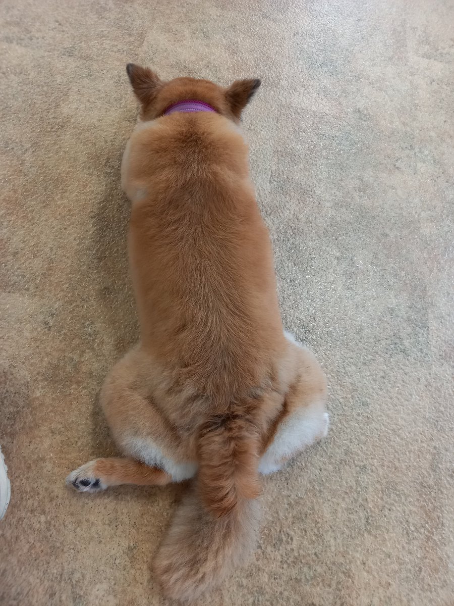 82Mihooooo's tweet photo. 今日は数年ぶりにドッグランでセルフシャンプー頑張りました🐶💮前回より暴れることなくできて一安心✨シャンプー後は室内ドッグラン…誰も来なくてまったりで終了(笑)帰宅してからは母からの誕生日プレゼント(しまむらの夏用ベッド)でずっとまったりです🤭 https://t.co/7mV1GJFJCy
