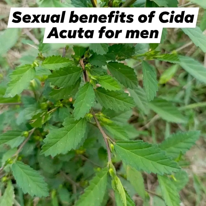 fidipote98RKT's tweet photo. These are some of Cida acuta's(EWE ISEKOTU) benefits for men sexually. 

1. It supports prostate health. _ It reduces inflammation and improves urinary flow, helping over all reproductive function. 

2. It's good for taking as natural aphrodisiac. _  It stimulates sexual desire and boost libido. 

3. It prevent sexual weakness.  _  It can help to treat premature ejaculation and can also be used to manage impotence in men 

4. It improves erection.  _ It improves blood flow to the penis, helping it to get strong and firm erection.. 

You can grind the root with small ginger and strain and drink one glass daily or you can boil the root and drink 100 ml twice daily or you dry the root add hot ğ!n to it and be taking one tote daily.

Nature is Powerful