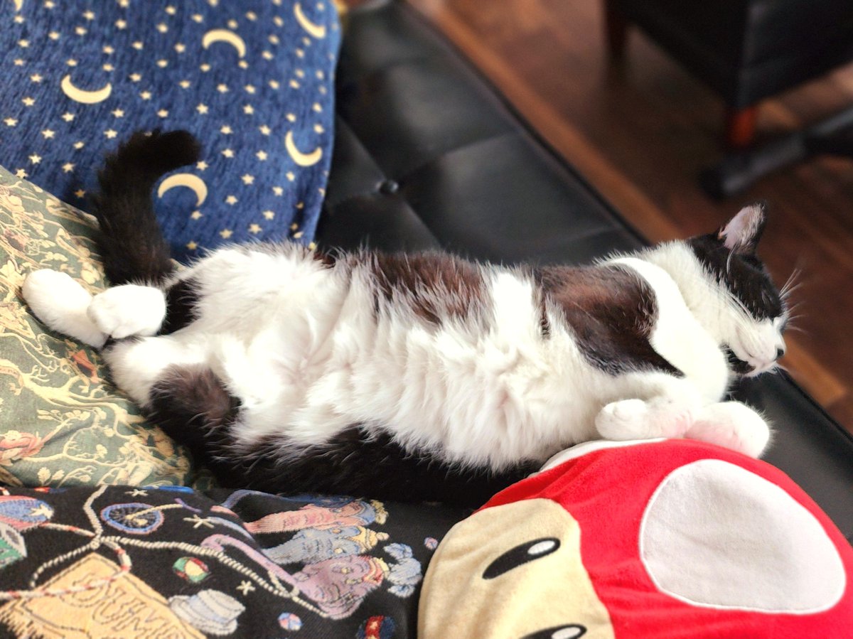 tukiminyan's tweet photo. すやすやの猫コレクション。 https://t.co/wt90V0BZKL