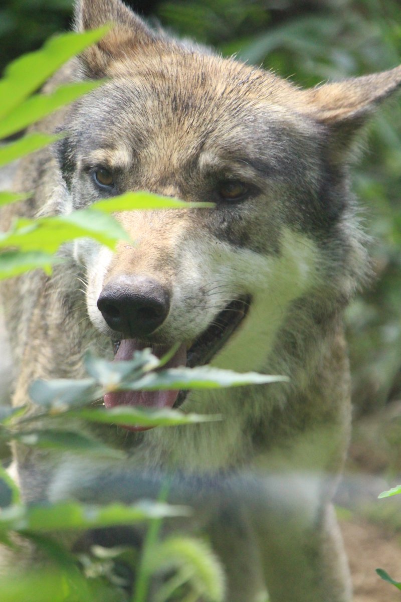 Kef6v's tweet photo. #多摩動物公園 #タイリクオオカミ #オオカミ https://t.co/dPryGV3JQk