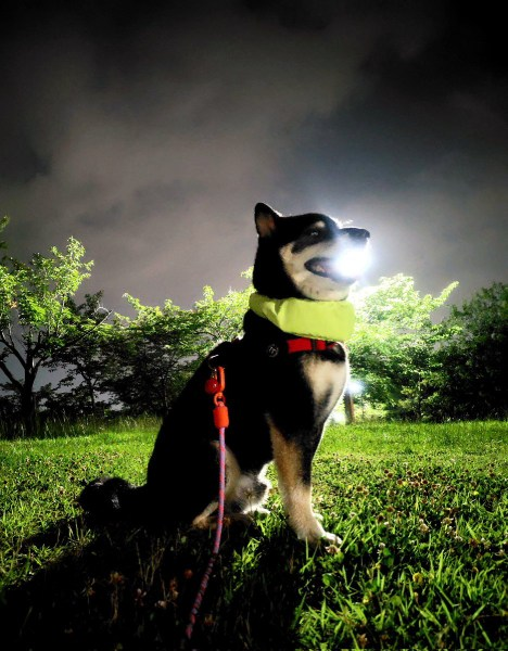 LexLowFlexx's tweet photo. @cb_doge https://t.co/kDb3e5XzyI