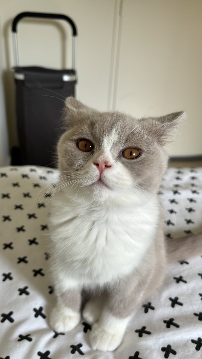 FinalPeaches's tweet photo. Back when Mako was still a baby 🥺 https://t.co/9u8pTUZIja