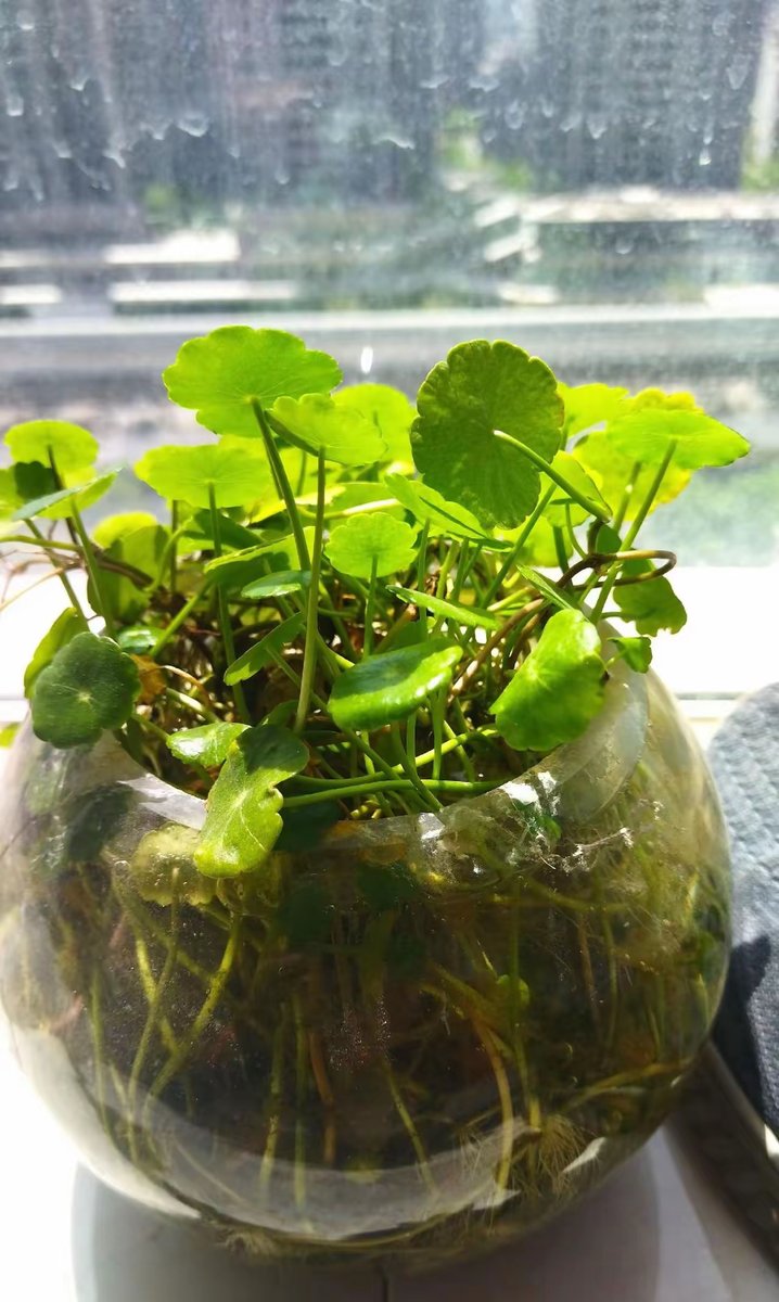owensjacqulyn1's tweet photo. Pro tip for fern lovers: Keep their soil moist but not soggy, and mist their fronds weekly to mimic their natural humid habitat!  Your lush green companions will thank you. https://t.co/Jh4Uv6L5xU