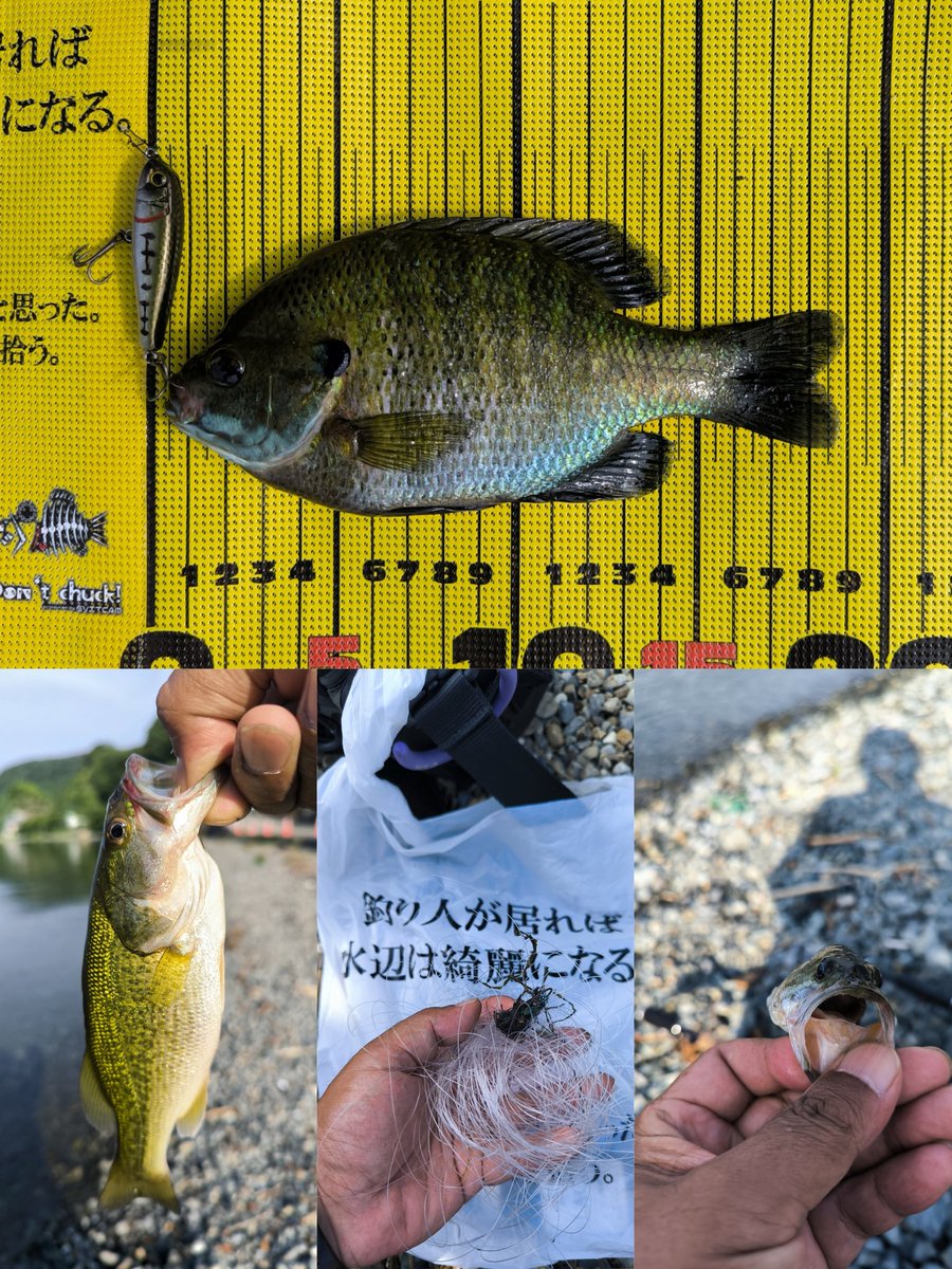 OexG5q1oIYWuJqx's tweet photo. 本日は 数釣り出来そうな場所を何ヶ所か周るも チビペンで釣れた🎣のわ ギル1枚でした😿 が…2時間半かけて🚗³₃会いに来てくれた 友と久しぶりに話せてとても良い1日でした〜ฅ^•ω•^ฅ
 #チビペンGP26
 #釣り人が居れば水辺は綺麗になる https://t.co/9rAfaPcG5t