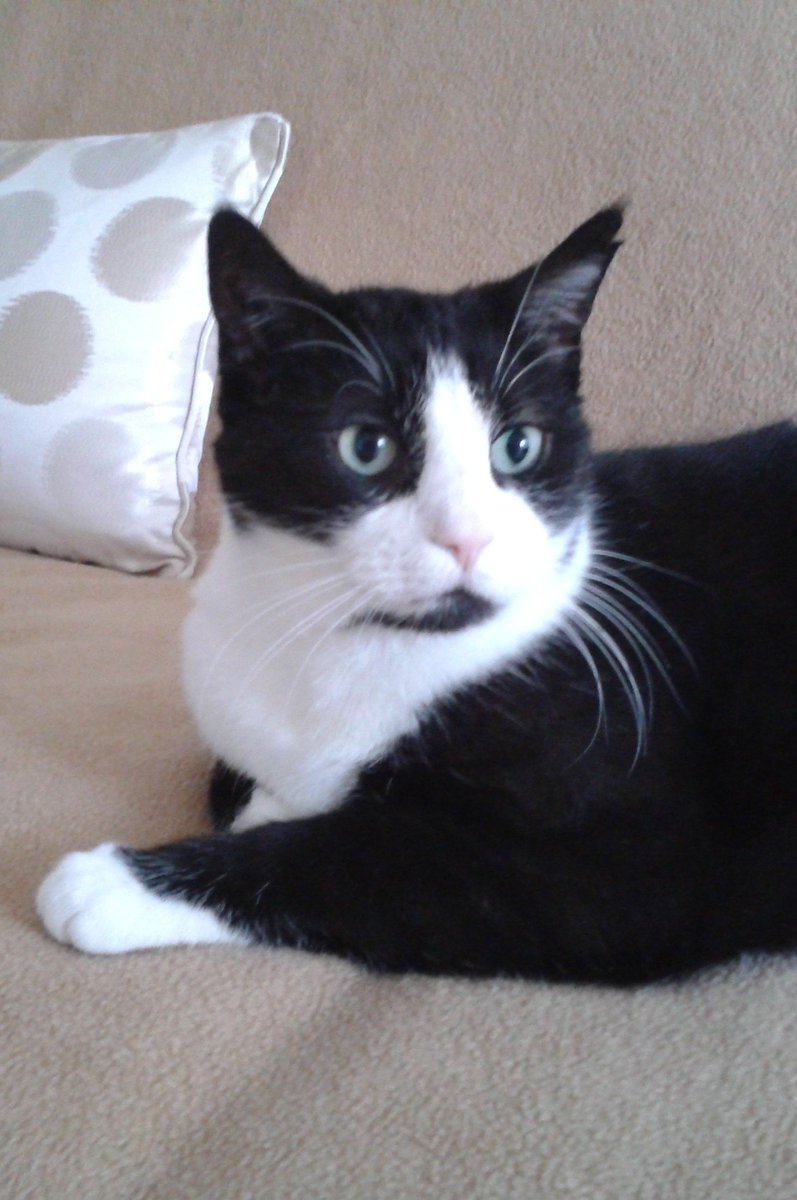 mon_murdoch's tweet photo. @SSookiki De gauche à droite : Murdoch,  Domino et Swan seront là pour l'accueillir à pattes ouvertes. 
Sincères condoléances 😢😿 https://t.co/eg7lXKGKyZ