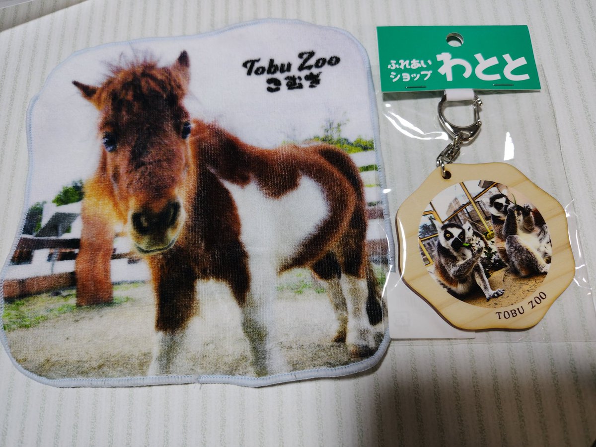 waolemur's tweet photo. 動物園時代の常連のお客様が水族館に遊びに来てくれて、🎁してくれた😊　#ワオキツネザル https://t.co/orzJ2wg0J7