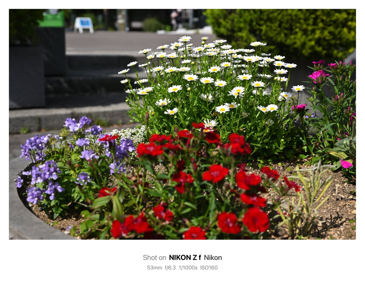 Kohi5180's tweet photo. 道端の花 178
インスタでポートレートは→ @kohi80_photo

#道端の花 #野草 #花 #道端 #北斎通り #墨田区 #東京 #東京カメラ部 #snapshot #silhouette #roadside #flowers #wildflower #daytimeiview #ig_japan #jp_gallery #nicostop #tokyocameraclub #tokyotokyo https://t.co/FqlDi0z8S4