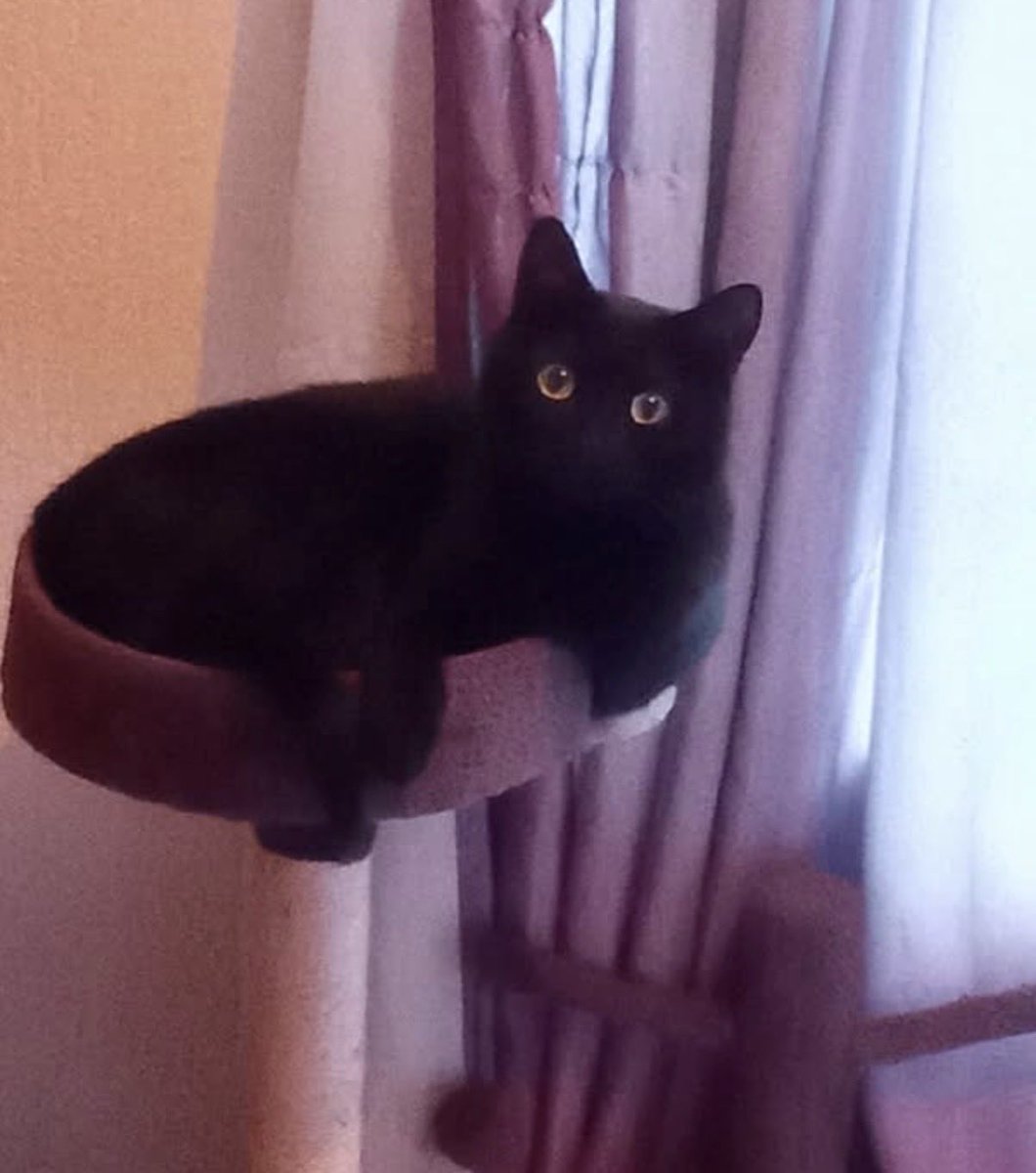 H2RScotland's tweet photo. Sadly Shadow’s offer of a home fell through. Can you please share to help him on his way? 

Shadow is a 15 month old male house cat. He is looking for a new home. 
Shadow is neutered and chipped. 
He is also healthy with no medical issues. 
Shadow eats felix original cat food and is also litter trained. 
He is very friendly but can be shy at first. He is use to older kids. 
A home with no other pets is best as he is not use to other animals. 
Shadow sleeps in his owners bed at night and has a scratch post. 
He has two carry boxes which he is use to. 

He would be great as a companion for someone or a family pet. 

For more information or to offer Shadow a home please email info@help2rehome.com 
Sorry we are unable to reply to messages to the page.
