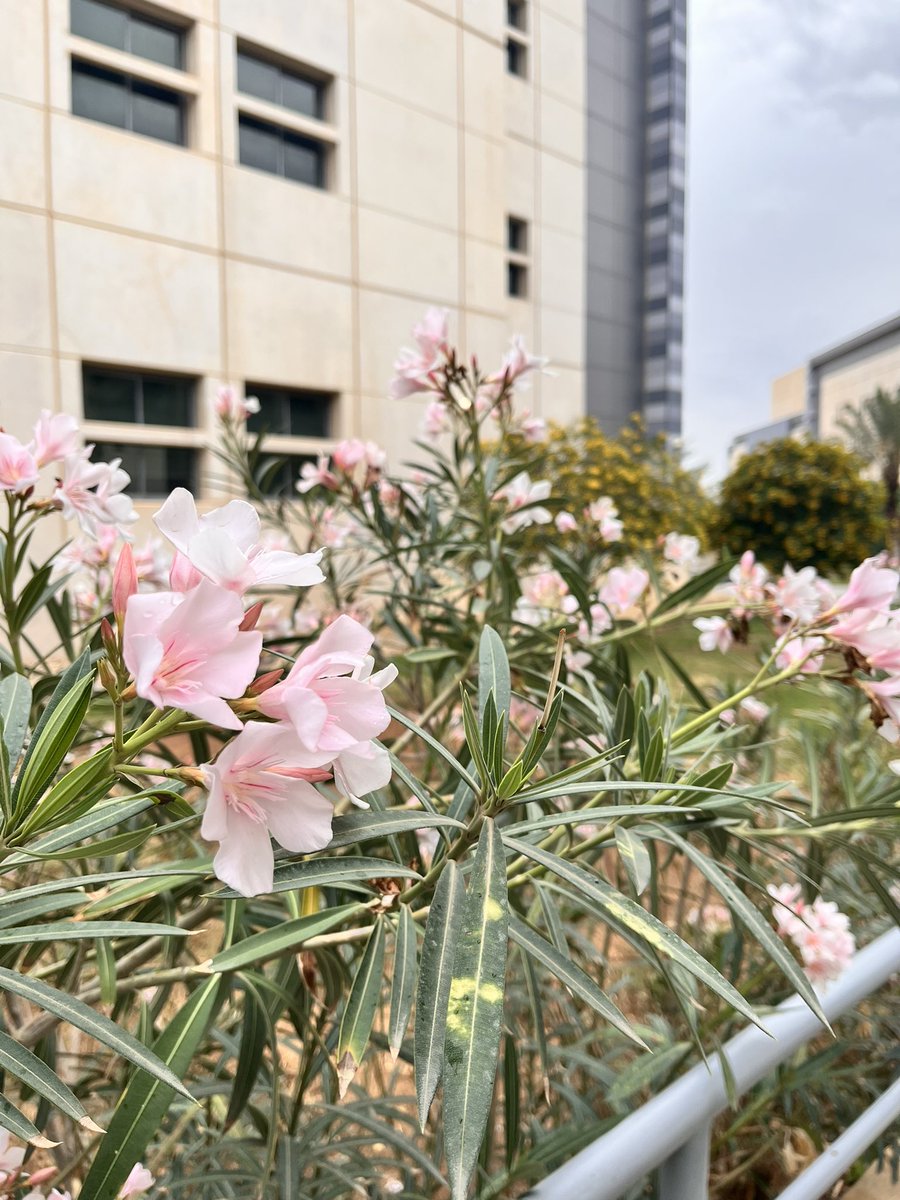 دِيما اللحيدان tweet media