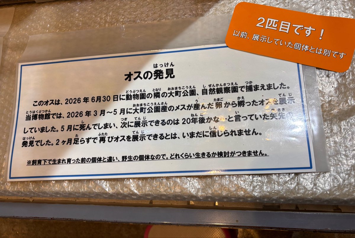 mochihachi_zawa's tweet photo. ちなみに現在
激レアな雄ナナフシが展示されています
なんと今年2匹目です
激レアなのに立て続けに発見されるってすごいな、市川。

#市川市動植物園　
#市川市自然博物館 https://t.co/exCTfe1AAD