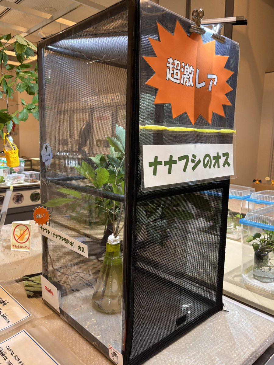 mochihachi_zawa's tweet photo. ちなみに現在
激レアな雄ナナフシが展示されています
なんと今年2匹目です
激レアなのに立て続けに発見されるってすごいな、市川。

#市川市動植物園　
#市川市自然博物館 https://t.co/exCTfe1AAD
