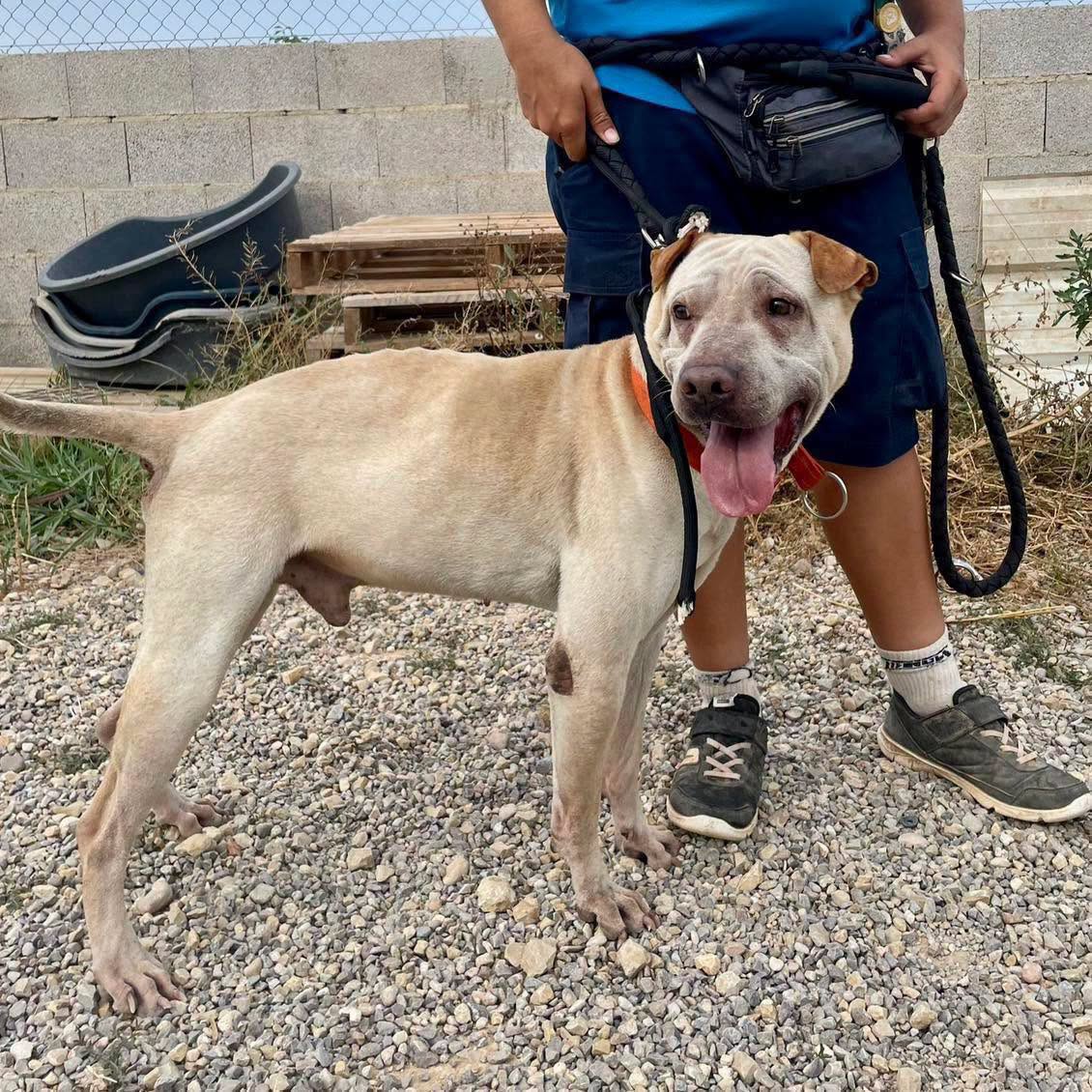 SosAbuelos1's tweet photo. Solo #ComunidadValenciana
#BUZ tiene 7 años. Es un perro bueno, sociable con las personas y muy atento. 

Necesita una oportunidad. 
¿Quieres conocerlo?

Contacto; WhatsApp 661 86 48 08 // 662 36 64 80 // adopciones@protectoramodepran.com https://t.co/fATj4PlZB1