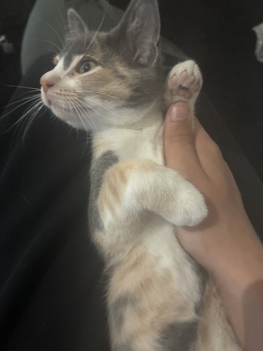 JaylaTheFolf's tweet photo. My brothers kitty kitty https://t.co/rA0EzZljrA
