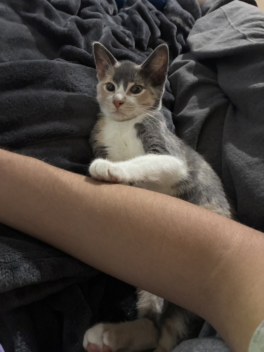 JaylaTheFolf's tweet photo. My brothers kitty kitty https://t.co/rA0EzZljrA