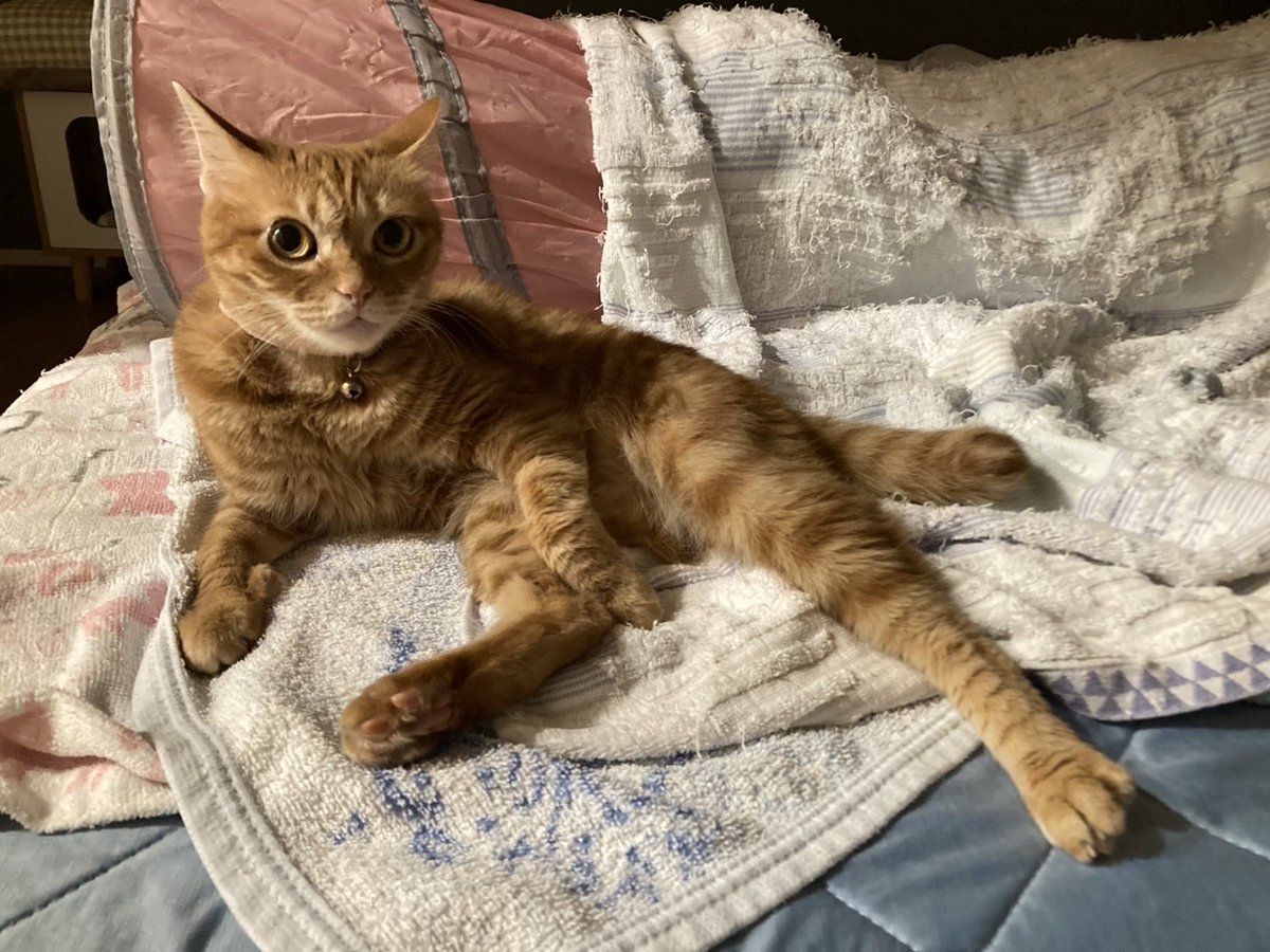 MiroToRita's tweet photo. 美脚を見せつけてくるリタちゃん
#猫
#茶トラ
#猫の居る暮らし https://t.co/K9cJtQlyut