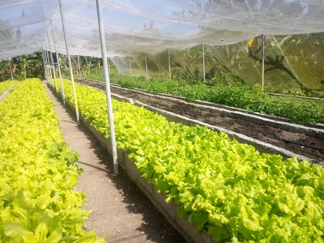 balada_pena's tweet photo. Con el empleo de recursos agrícolas mantenrm9s l9s centroscproductivos laborando ybseguimos tras la bùsqueda de soluciones porque #JuntosSomosMasFuertes #HolguìnSì https://t.co/poLO8g9dnQ