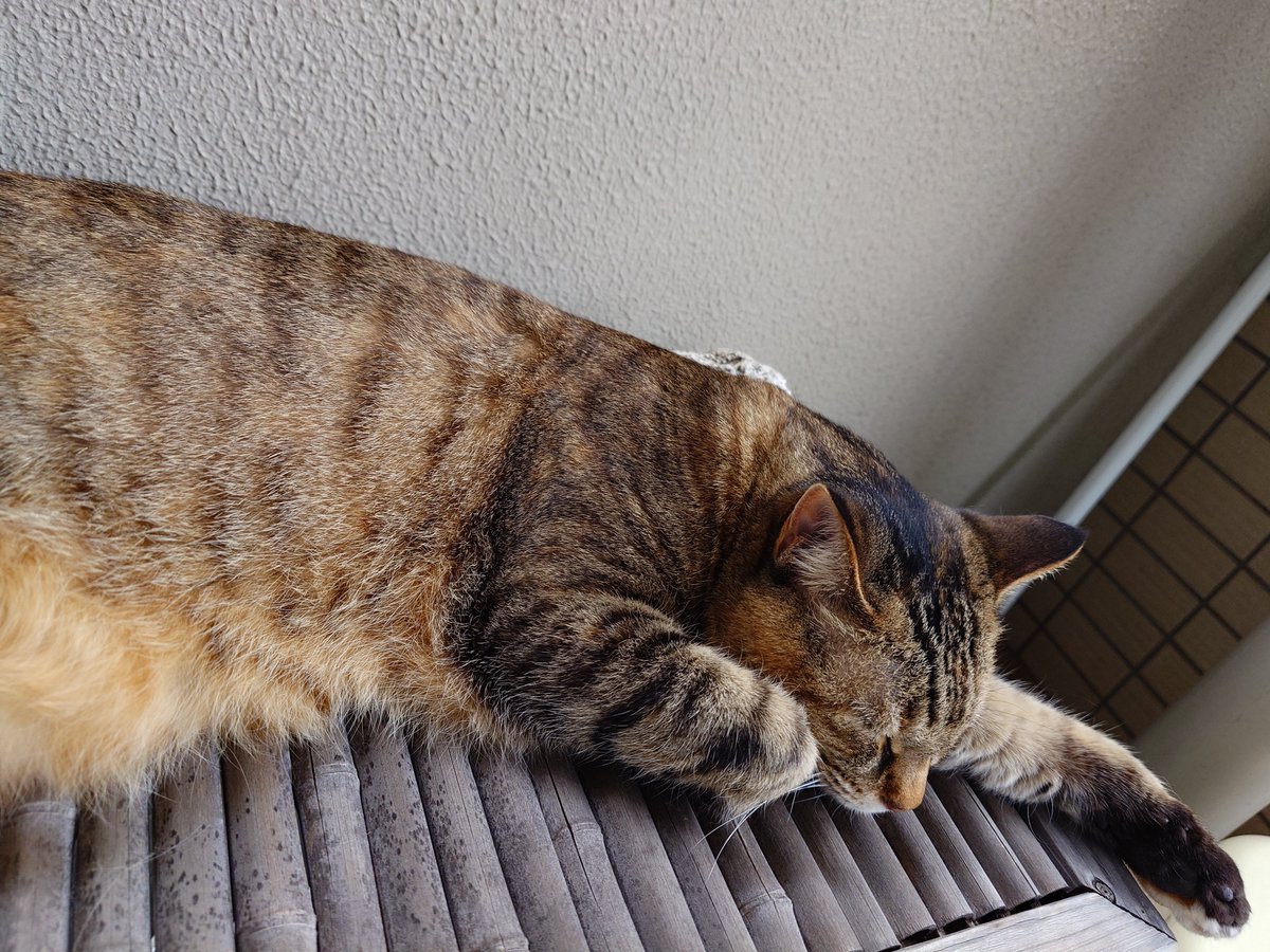 taka_cattech's tweet photo. お疲れ様でっす❕️
今日は暑すぎでフラフラと倒れそうになりそうでした……
涼しい部屋でノンビリ😸様と過ごしたい、戯れたい……🤭
と、いうわけでお腹フニフニ動画ですっ、気持ちいいんですよね〜💝

#ネコ　#猫
#キジトラ
#かわいい
#猫好きさんと繋がりたい
#Xperia1VII #Xperia https://t.co/7EEyHV1xwn